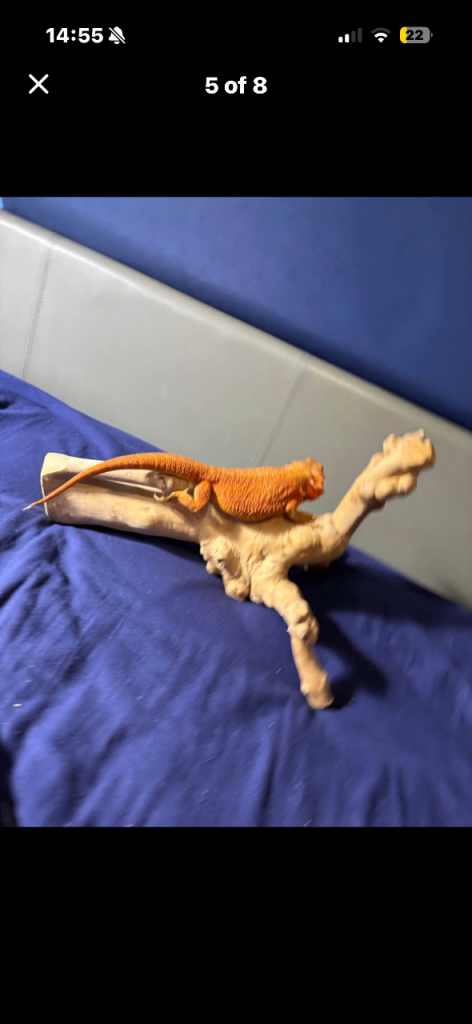 Vivarium reptile wood ideal for bearded dragon ball python  corn snake etc 