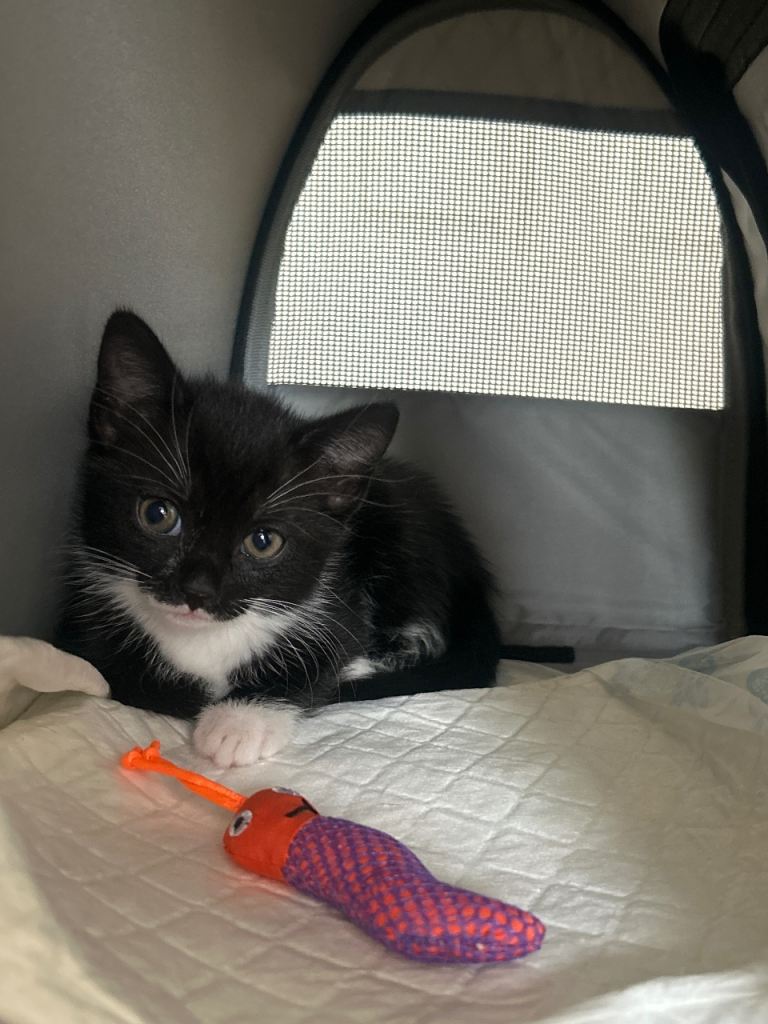 Mixed breed female kitten for sale 