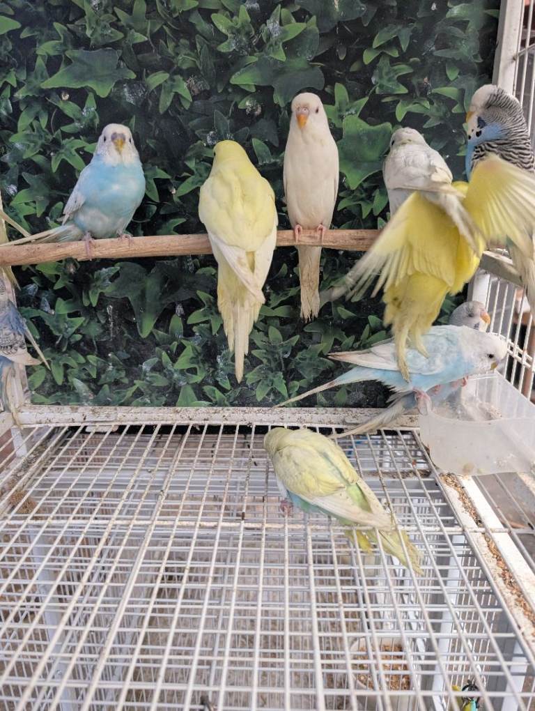Baby budgies and starter kits