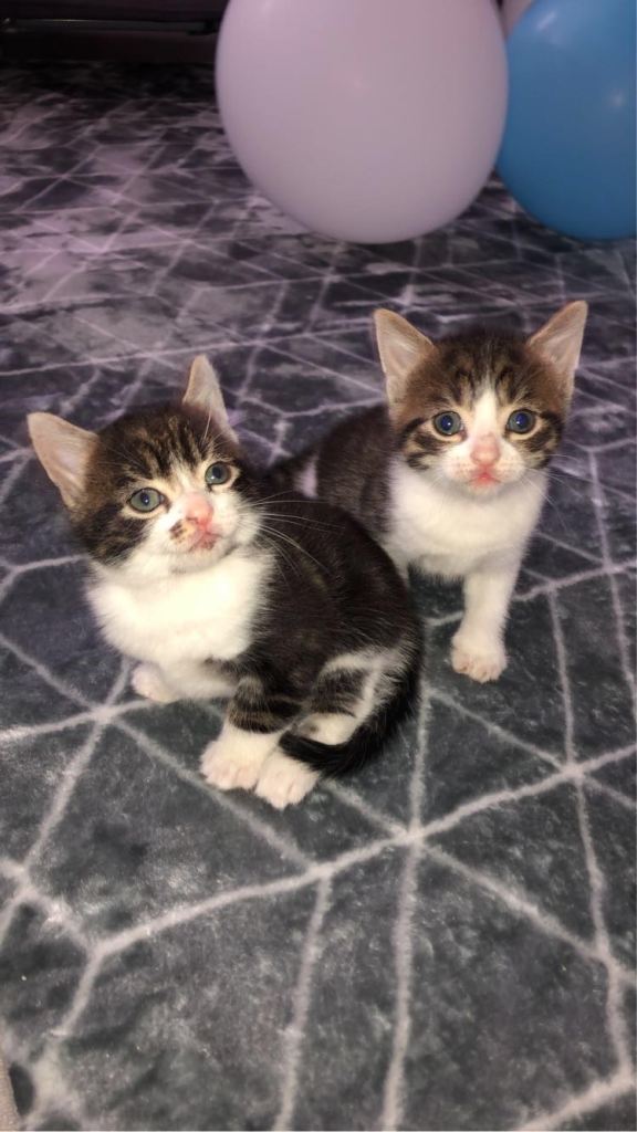 tabby kittens