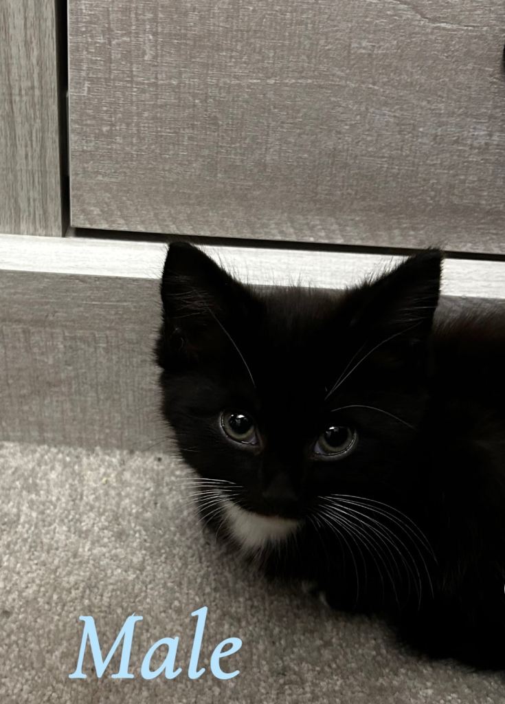 Beautiful bombay mixed kittens ready now 