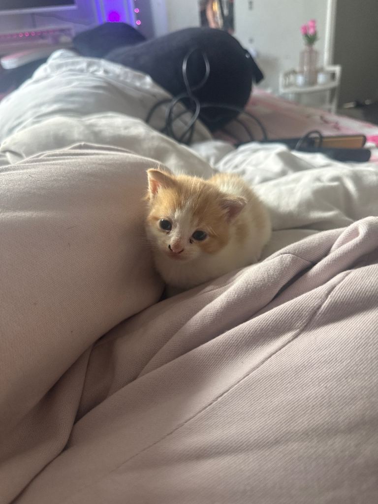 cute kittens for sale 