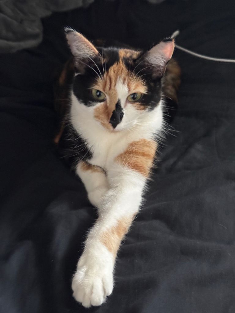 Gorgeous Female Calico Cat 1yo