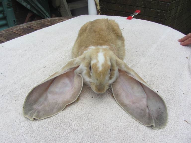 ENGLISH LOPS (PURE BRED)