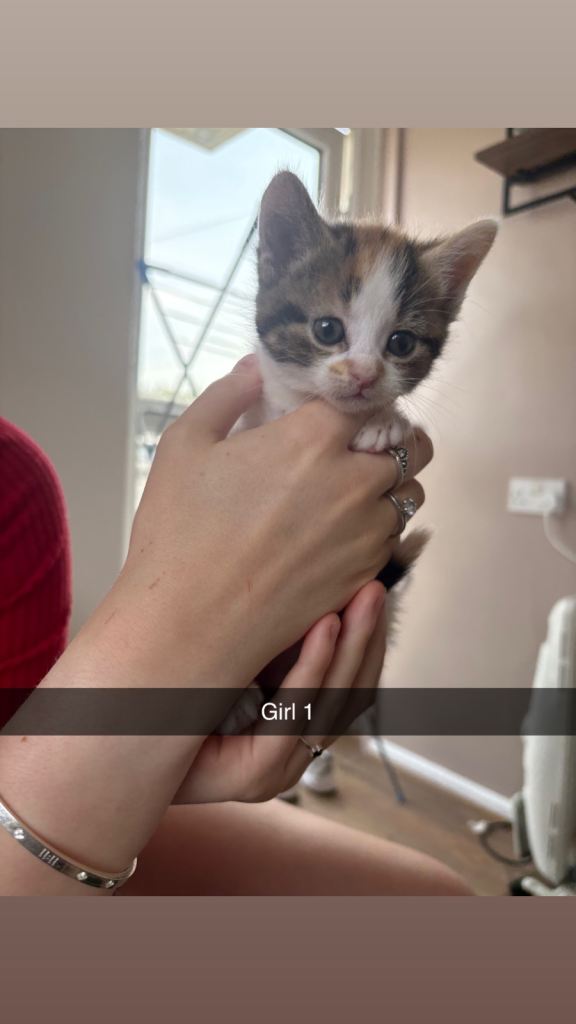 4 kittens