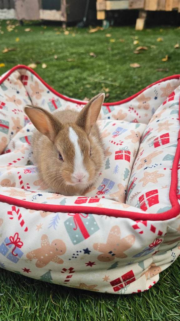 Adorable Baby Rabbits for Sale – Beautiful Colours 🐰❤️