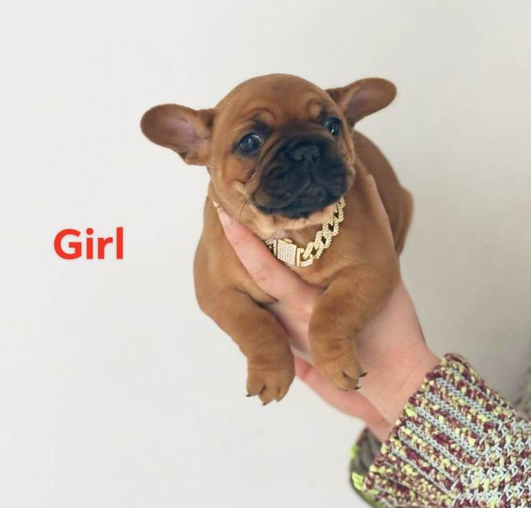 French bulldog puppies 