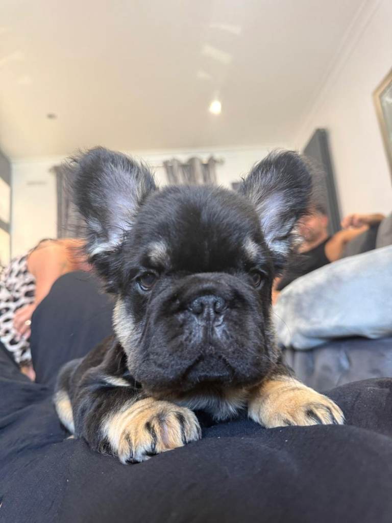 Fluffy french bulldog puppys 