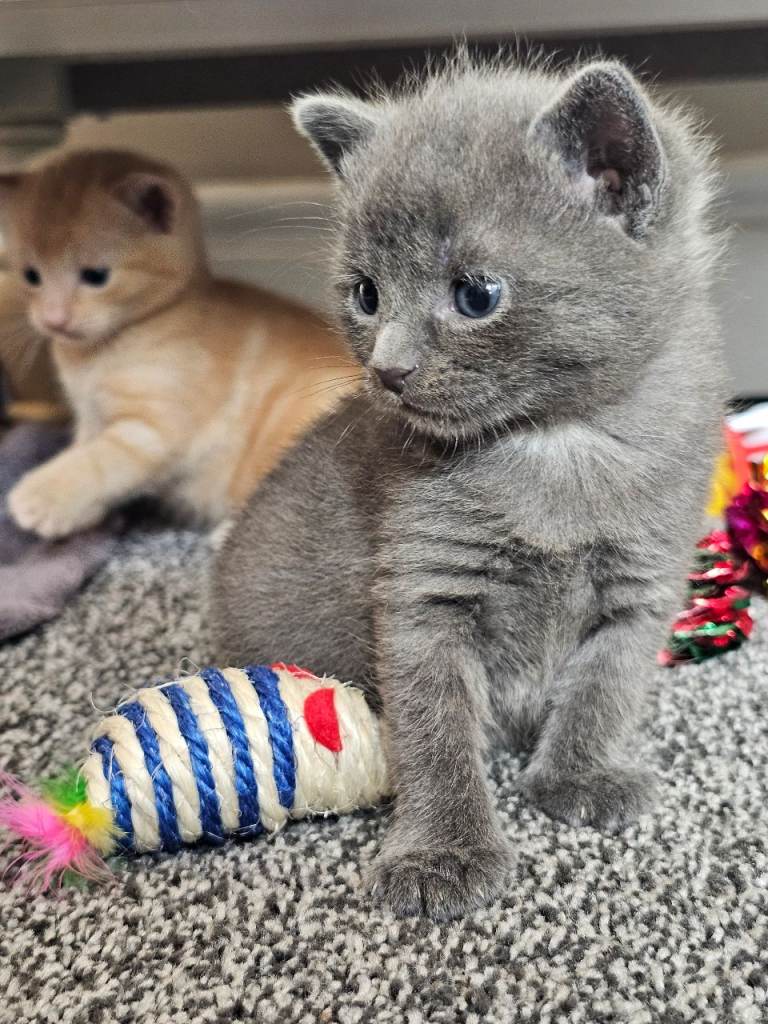 Kittens 