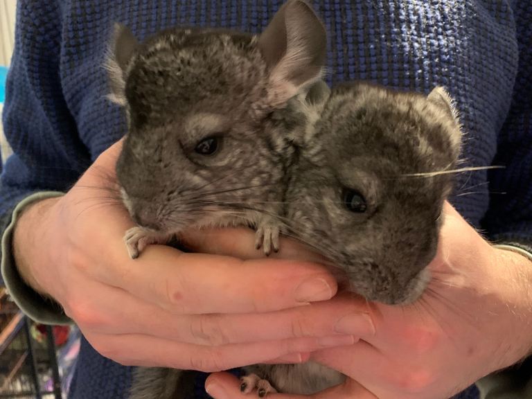 Pair of female baby chinchillas 