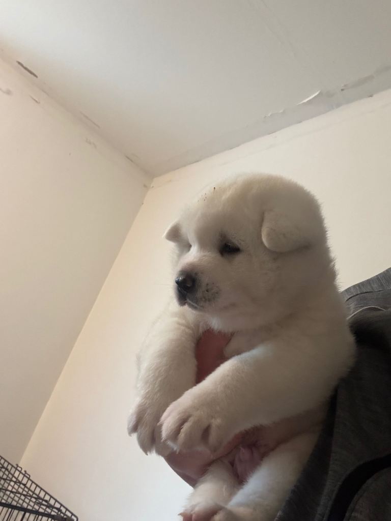 White  Akita puppy