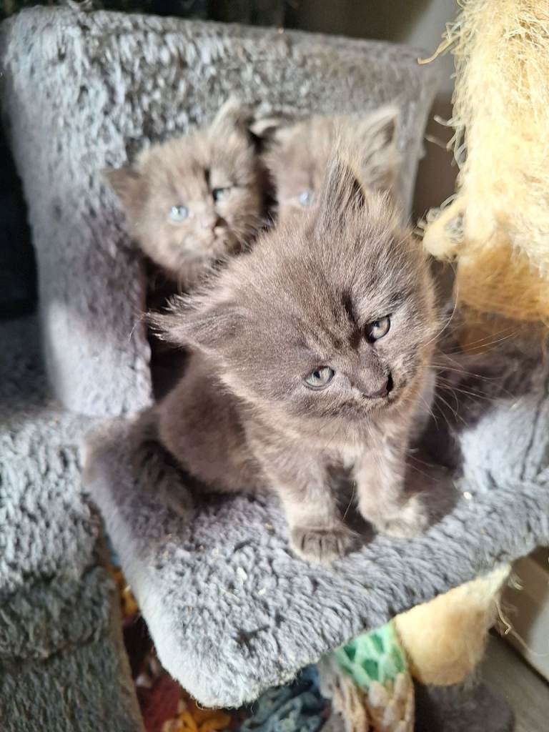 3 kitten for sale 