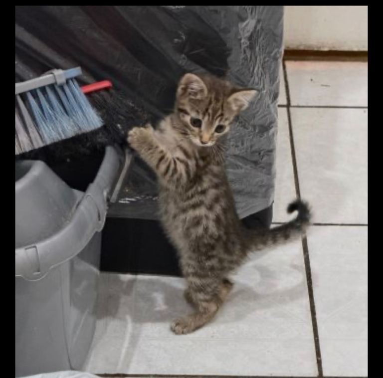 8weeks kitten 