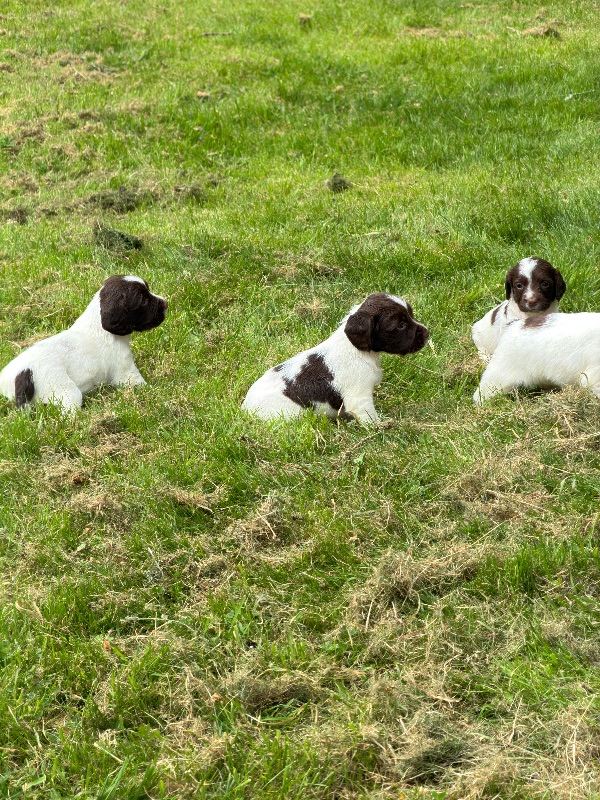 English springer spaniel 