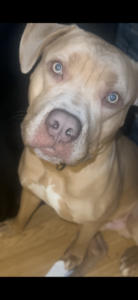 Adult American Bulldog For Sale *URGENT*