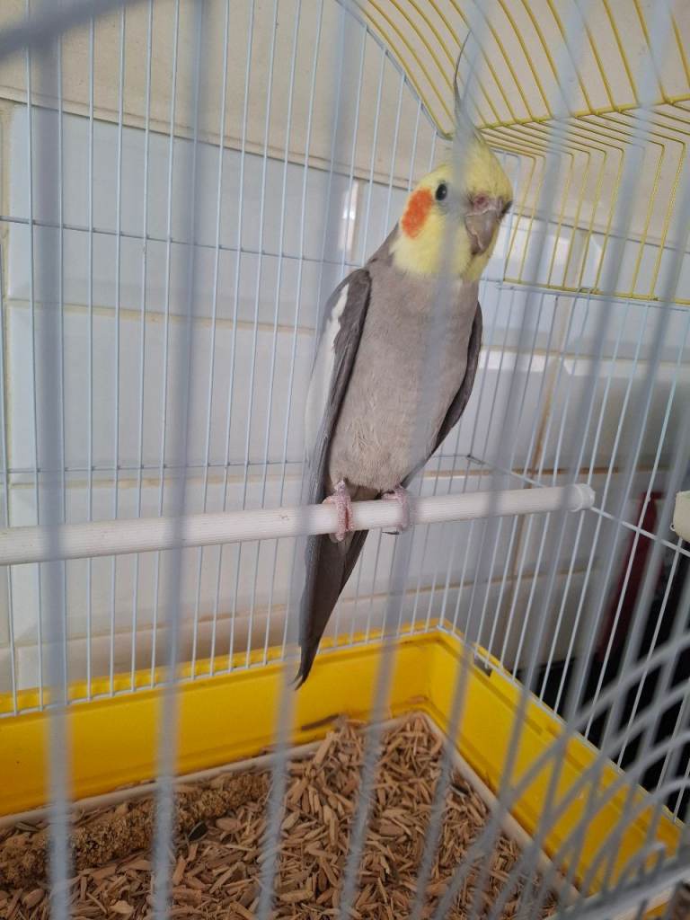 Male Cockatiel without cage 