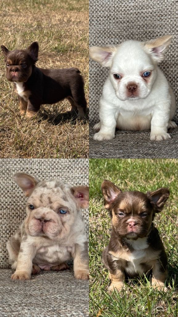 Unique KC Registered French Bulldog Puppies Ready to Go