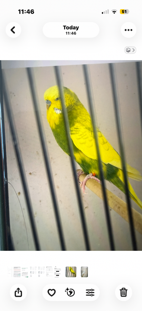 Baby budgies 