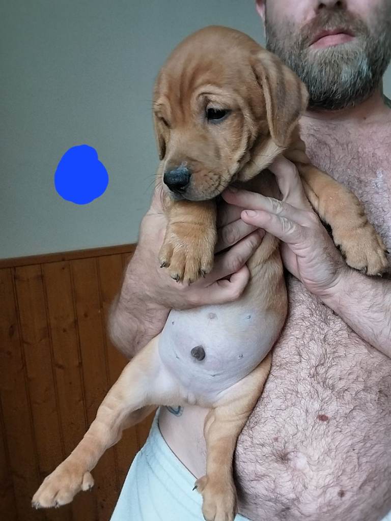 2 pups of 9 ready to go