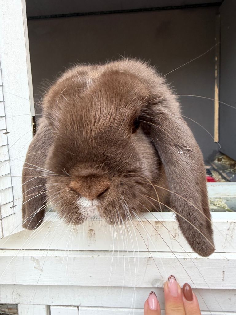 Chocolate mini lop female 6 months old