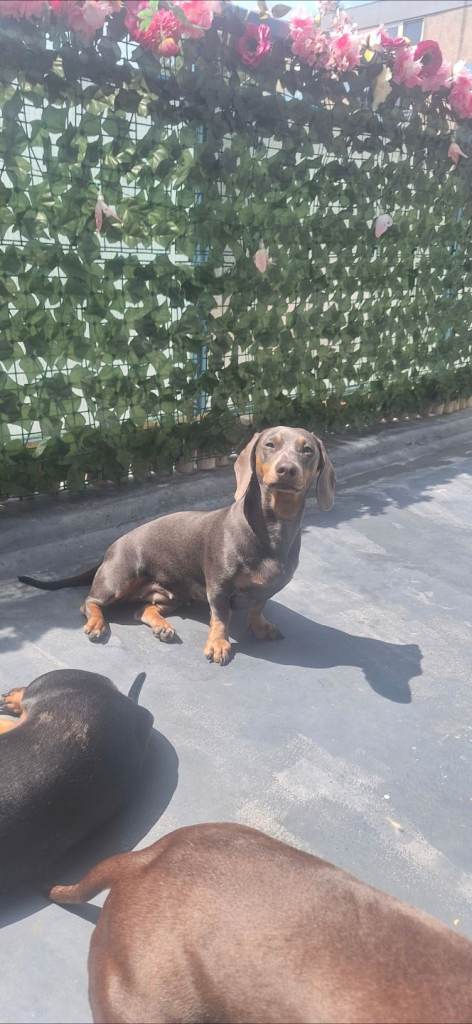 Blue & tan female dashound 