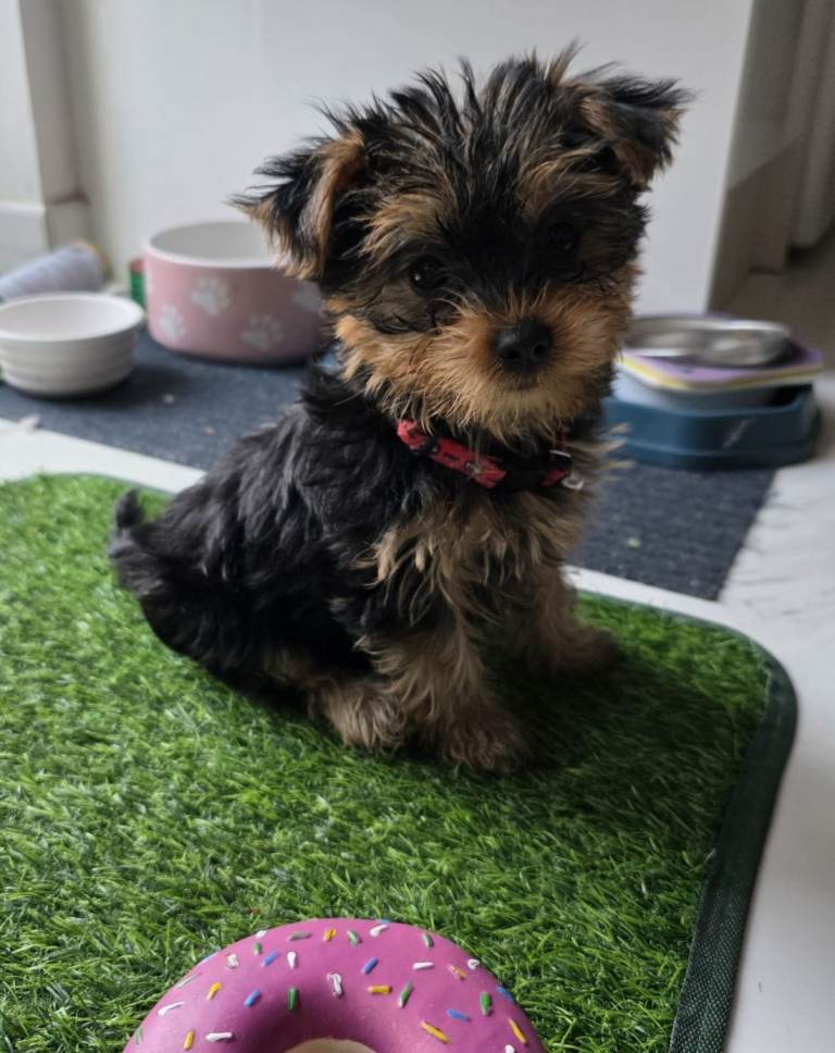 Pure Yorkshire terrier puppies 
