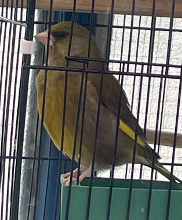 Canary 
