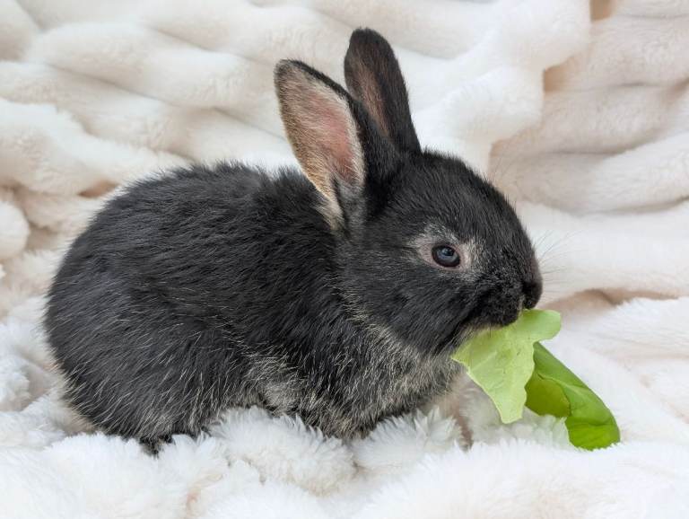 Baby Dwarf Lop Ear Male Rabbits For Sale 10 weeks old