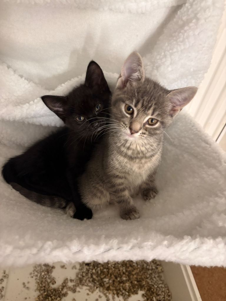 Kittens