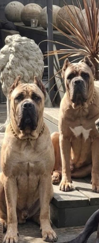 Exceptional formentino male puppy