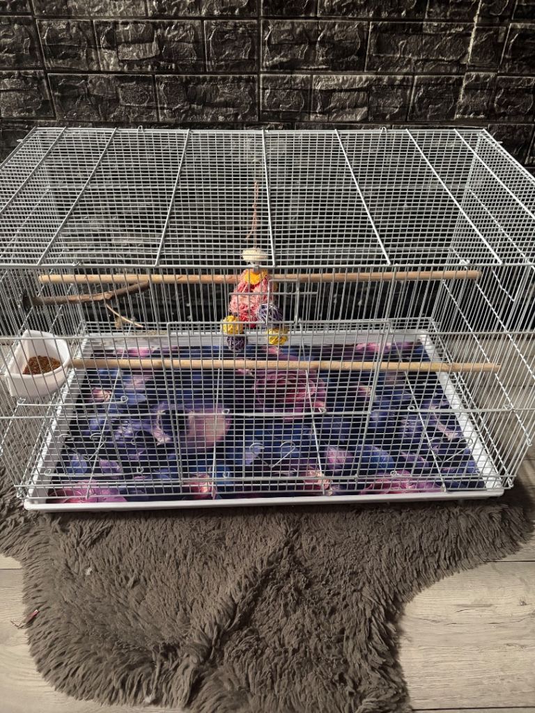 Bird cage 