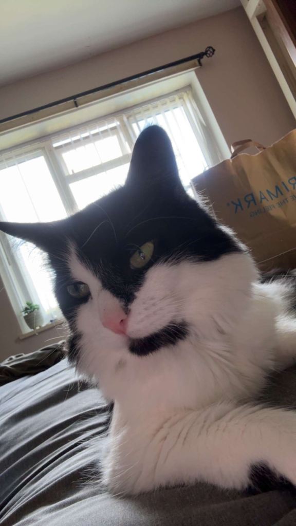 Long hair tuxedo domestic cat 