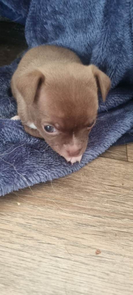 Chihuahua pup boy and girl 