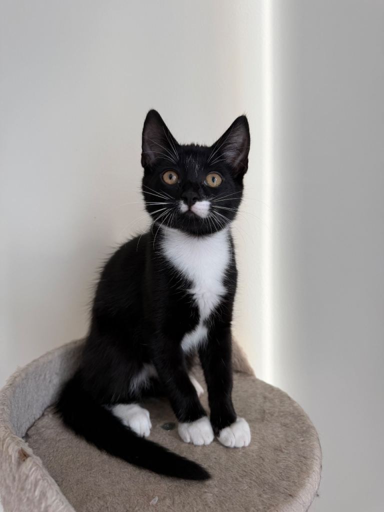 13 week old kitten