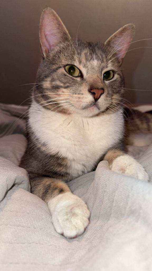 Cat for rehoming