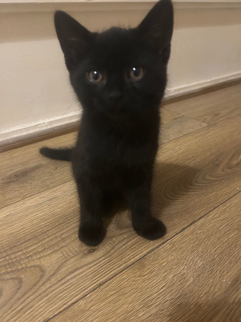 Looking for a loving new home for a young male kitten