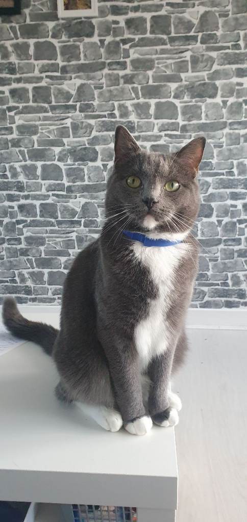 Looking for new loving home 🐈‍⬛💗