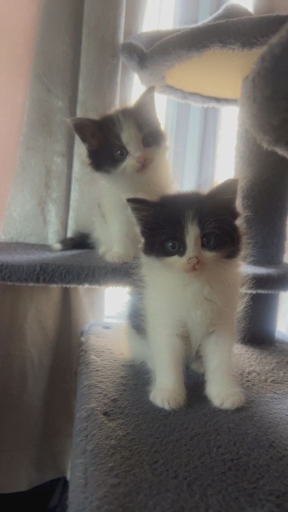Kittens 