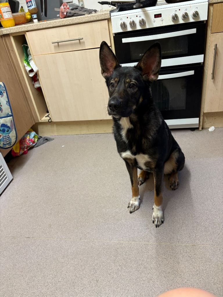 Dog to rehome