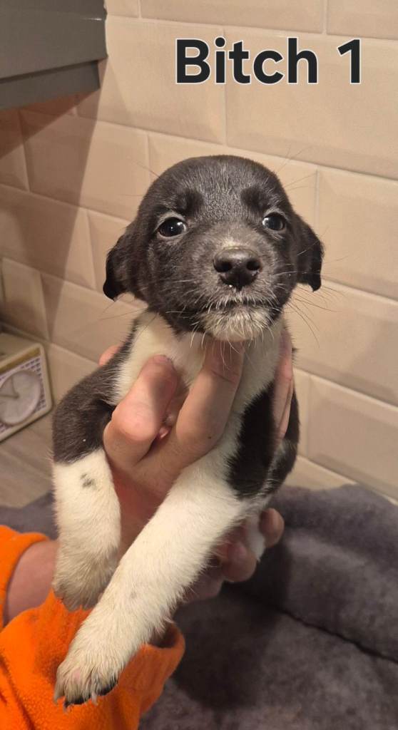 Bedlington x whippets