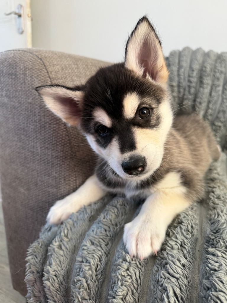 Last shepski girl - bouncy energetic puppy 