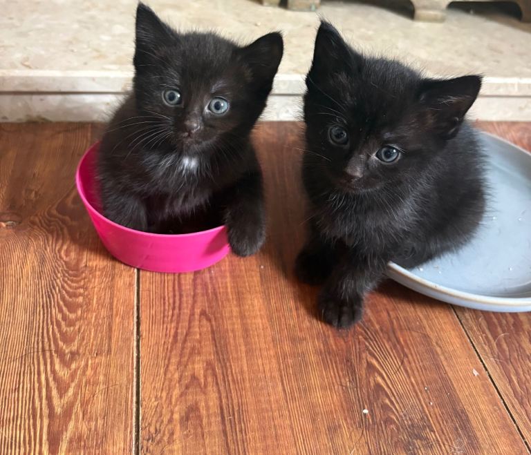 Kittens ready to be re homed 