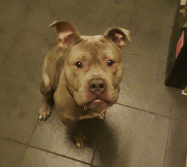 1 year old Bulldog/staffie to be rehomed