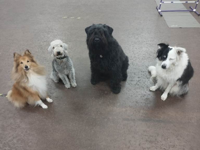 Dog training 