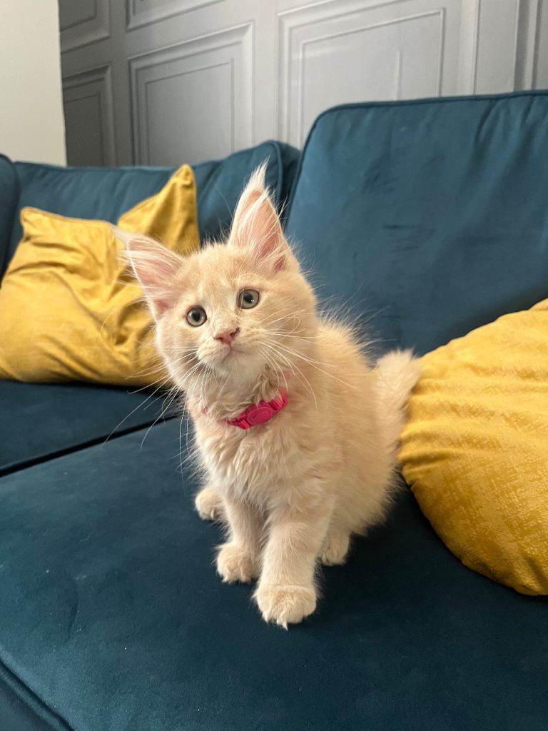 Gccf registered Maine coon kittens 