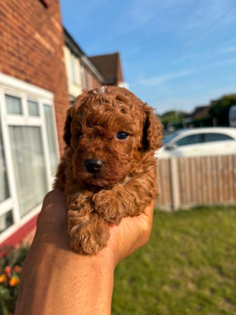 toys poodle 1 girl 2 boys 