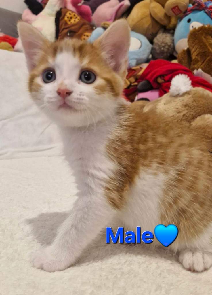 Cute British shorthair mix kittens looking for a loving home! 🎀 🐾