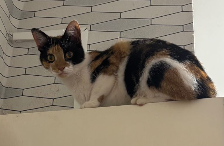 FREE cats to be rehomed!