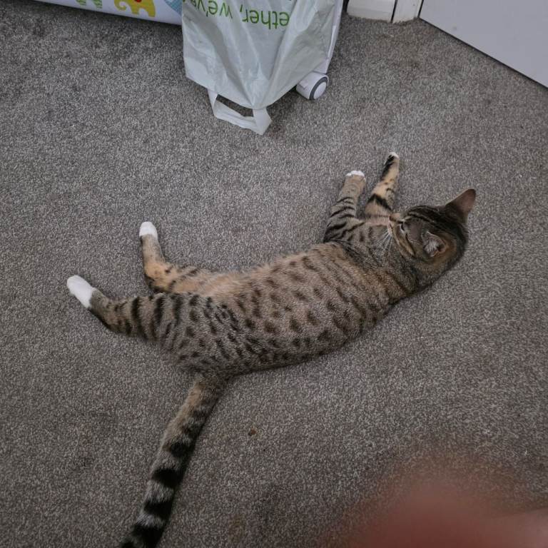 Mixed bengal x maincoon kittens