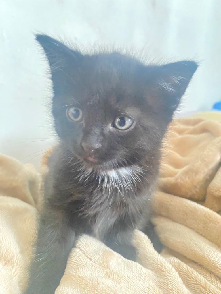 I got 3 beautiful kittens for sale  